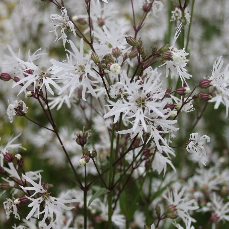 Anglo Aquatics Lychnis Flos-Cuculi ‘White Robin’ 1 Litre