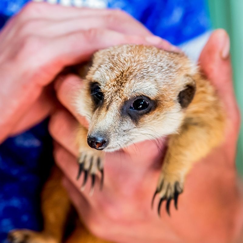 Animal Encounters – Gift Experience